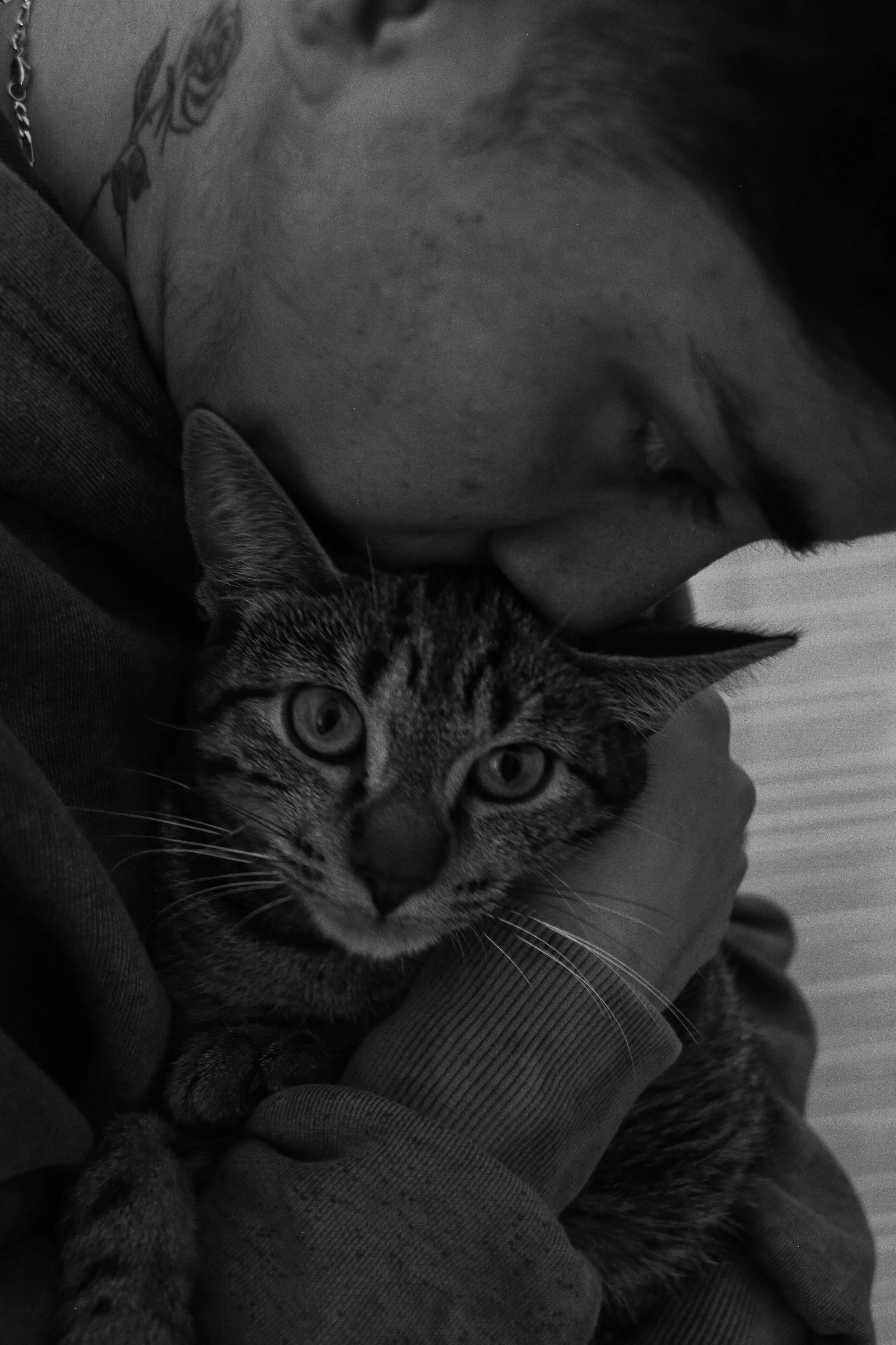 Portraits d'animaux - Photo 2