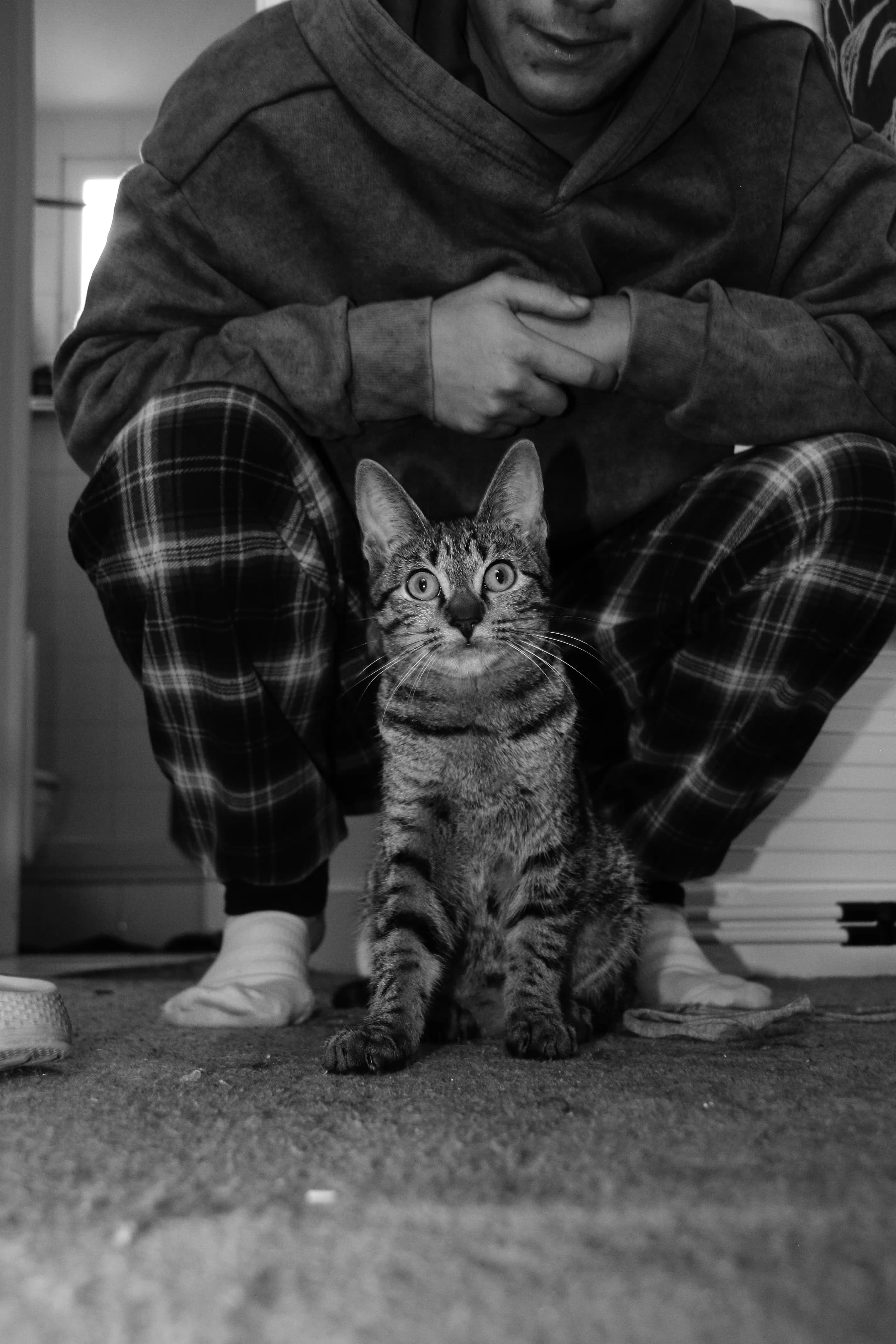 Portraits d'animaux - Photo 1